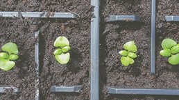 Debunking four myths of organic growth